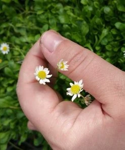 Miniature Mat Daisy (Bellium) -Outdoor Garden Care Shop bellium minutum miniature