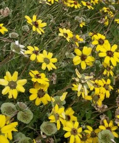 Mora County Chocolate Flower Mix (Berlandiera)