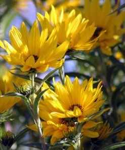 Santa Fe Maximilian's Sunflower (Helianthus) -Outdoor Garden Care Shop betty griffith maximiliana sunfl