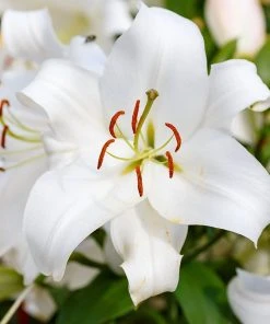 Bold & Hardy Summer Blooms Bulb Collection