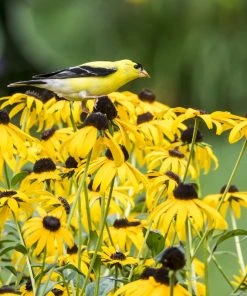 Goldsturm Black Eyed Susan 9 Goldsturm Black Eyed Susan -Outdoor Garden Care Shop bird rudbeckia goldsturm web 2