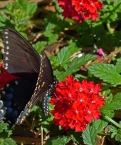 Red Devil Perennial Verbena