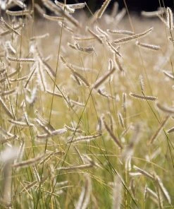 Blonde Ambition Blue Grama Grass -Outdoor Garden Care Shop blonde ambition grass mann zinfandel 7519a