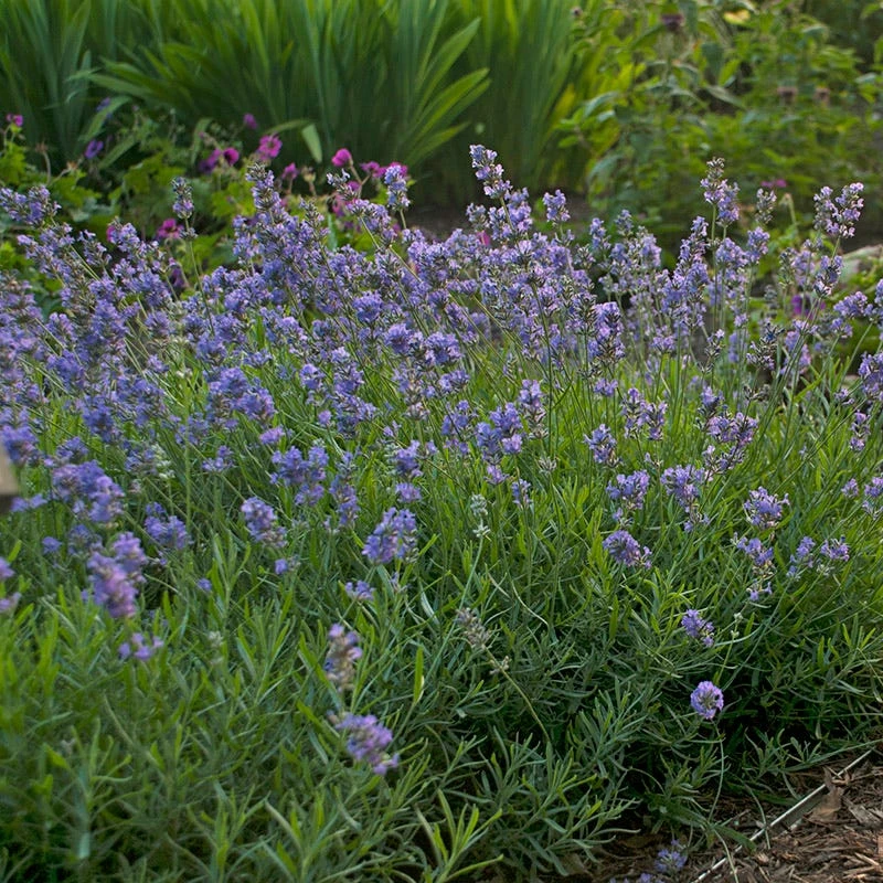 Long Blooming Lavender Collection 4 Long Blooming Lavender Collection - Image 2