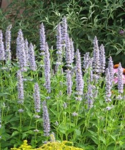 Summer Dreams Pre-Planned Garden -Outdoor Garden Care Shop blue fortune agastache