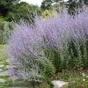 Blue Spires Russian Sage