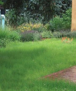 Hachita Blue Grama Grass Plugs -Outdoor Garden Care Shop blue grama buffalo grass