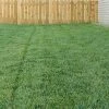 Bella™ Bluegrass Grass Plugs -Outdoor Garden Care Shop blue grass bella 79200 1 web 1
