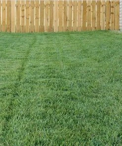 Bella™ Bluegrass Grass Plugs