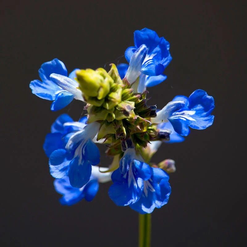 Blue Spike Salvia 4 Blue Spike Salvia - Image 2