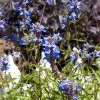 Blue Spike Salvia 2 Blue Spike Salvia -Outdoor Garden Care Shop bog sage salvia uliginosa cropped 3