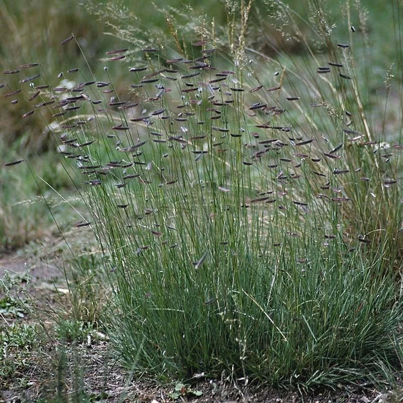 Western Trails Native Grass Seed Mix 5 Western Trails Native Grass Seed Mix - Image 3
