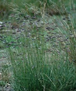 Hachita Blue Grama Grass Plugs -Outdoor Garden Care Shop bouteloua gracilis hachita3 1