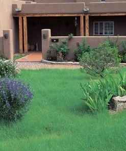 Hachita Blue Grama Grass Plugs