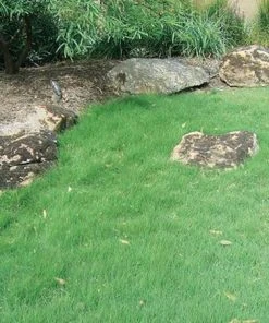 UC Verde® Buffalo Grass Plugs 8 UC Verde® Buffalo Grass Plugs -Outdoor Garden Care Shop buchloe dactyloides uc verde 27058 2 web 1