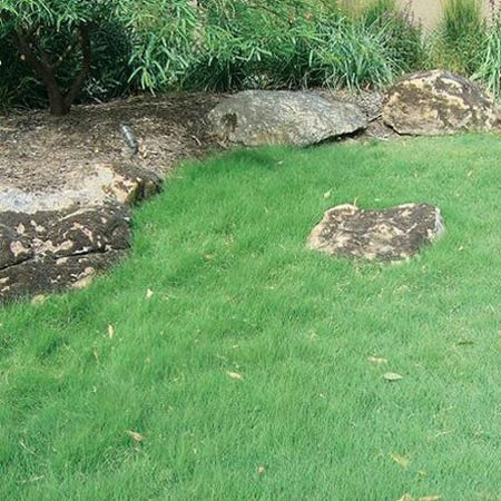 UC Verde® Buffalo Grass Plugs 5 UC Verde® Buffalo Grass Plugs - Image 3