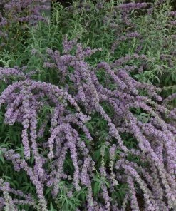 Silver Spring Blooming Butterfly Bush (Buddleia) -Outdoor Garden Care Shop buddleia alternafolia argentea