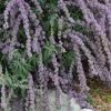 Silver Spring Blooming Butterfly Bush (Buddleia) -Outdoor Garden Care Shop buddleia alternafolia argentea close up