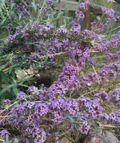 Silver Spring Blooming Butterfly Bush (Buddleia) -Outdoor Garden Care Shop buddleia alternifolia argentea