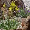 Bushy Bulbine -Outdoor Garden Care Shop bulbine abyssinica ogden collection w. drakensbergcc