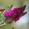 Buzz® Hot Raspberry Butterfly Bush (Buddleia) -Outdoor Garden Care Shop butterfly bush hot raspberry flower