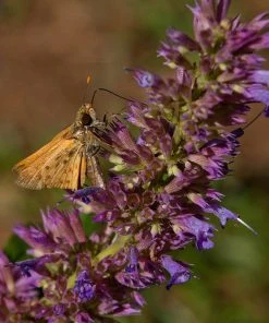 Blue Blazes Agastache -Outdoor Garden Care Shop butterfly on blue blazes hyssop