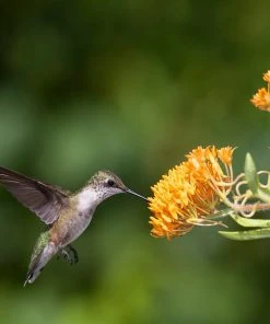 Butterfly Weed -Outdoor Garden Care Shop butterfly weed 1