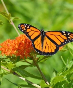 Butterfly Weed -Outdoor Garden Care Shop butterfly weed 3