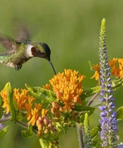Butterfly Weed -Outdoor Garden Care Shop butterfly weed 5