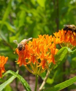 Butterfly Weed (Clay Form) -Outdoor Garden Care Shop butterfly weed asclepias tuberosa garden