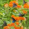Butterfly Weed -Outdoor Garden Care Shop butterfly weed butterflies 1
