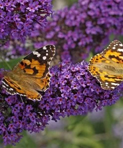 Buzz® Midnight Butterfly Bush (Buddleia)