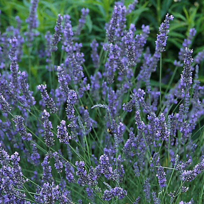 Grosso French Lavender 4 Grosso French Lavender - Image 2