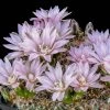 Miniature Chin Cactus (Gymnocalycium) 1 Miniature Chin Cactus (Gymnocalycium) -Outdoor Garden Care Shop cactus gymnocalycium bruchii cropped 1