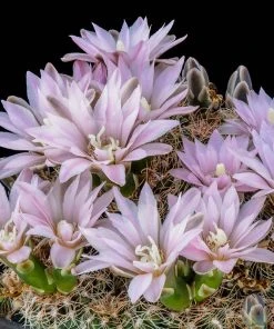 Miniature Chin Cactus (Gymnocalycium)