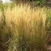 Karl Foerster Feather Reed Grass 2 Karl Foerster Feather Reed Grass -Outdoor Garden Care Shop calamagrostis acutiflora karl foerster grass 3