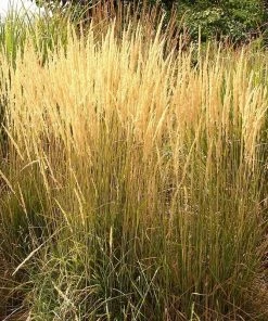 August Afternoons Pre-Planned Garden -Outdoor Garden Care Shop calamagrostis acutiflora karl foerster grass 3 1