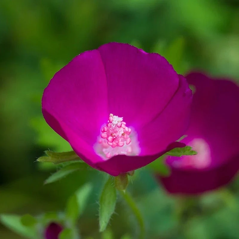 Purple Poppy Mallow (Callirhoe) 5 Purple Poppy Mallow (Callirhoe) - Image 3