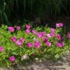 My Soil Is Like A Brick Collection -Outdoor Garden Care Shop callirhoe involucrata