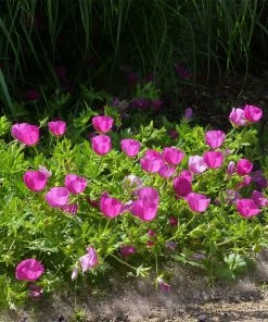 My Soil Is Like A Brick Collection