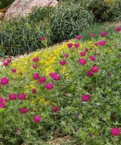 Purple Poppy Mallow (Callirhoe) 9 Purple Poppy Mallow (Callirhoe) -Outdoor Garden Care Shop callirhoe involucrata pkant select cropped 1