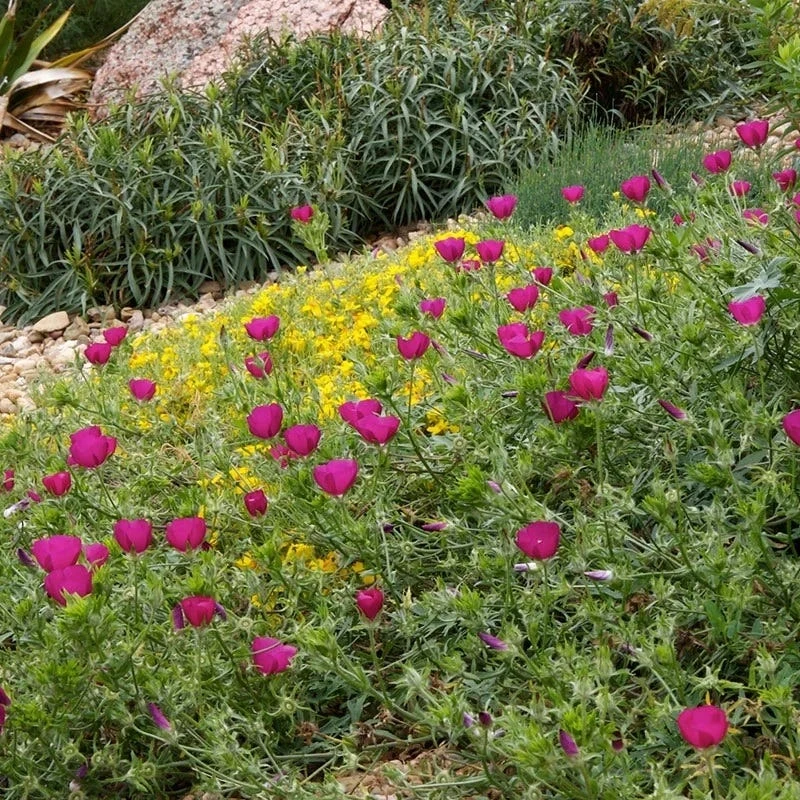 Purple Poppy Mallow (Callirhoe) 6 Purple Poppy Mallow (Callirhoe) - Image 4