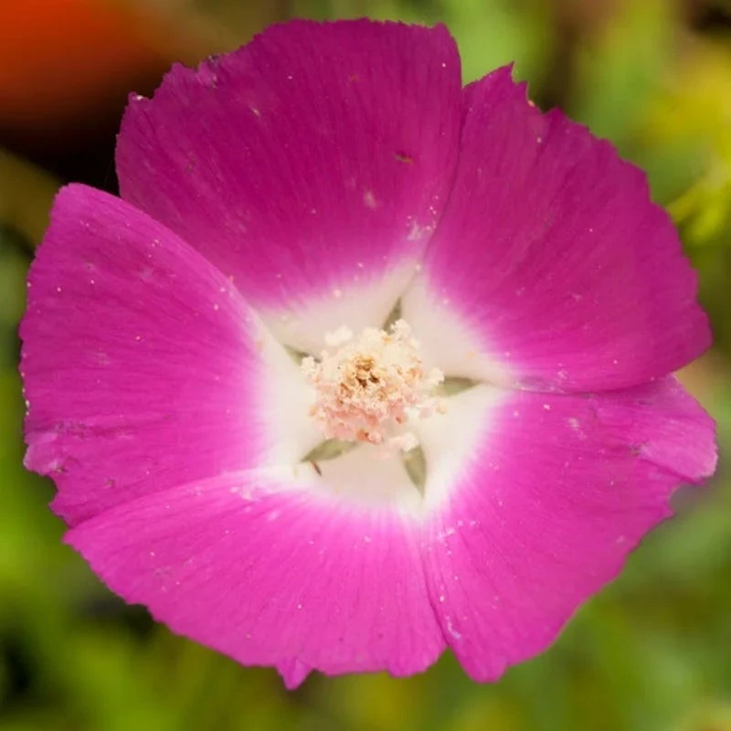 Purple Poppy Mallow (Callirhoe) 4 Purple Poppy Mallow (Callirhoe) - Image 2