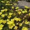 Sundrops (Calylophus) -Outdoor Garden Care Shop calylophus drummondii 1