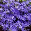 Blue Waterfall Bellflower (Campanula) -Outdoor Garden Care Shop campanula blue waterfall 1