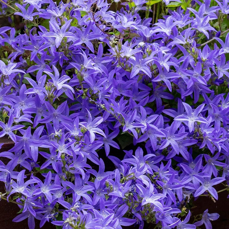 Blue Waterfall Bellflower (Campanula) 3 Blue Waterfall Bellflower (Campanula)