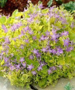 Dickson's Gold Bellflower (Campanula)