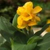 CannaSol™ Happy Emily® Canna Lily 2 CannaSol™ Happy Emily® Canna Lily -Outdoor Garden Care Shop canna cannasol series canna lily yellow happy emily in pot cropped