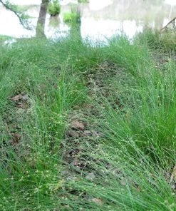 Appalachian Sedge -Outdoor Garden Care Shop carex appalachica hoffman cropped 3 1