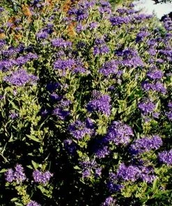 First Choice Caryopteris 9 First Choice Caryopteris -Outdoor Garden Care Shop caryopteris clan first choice